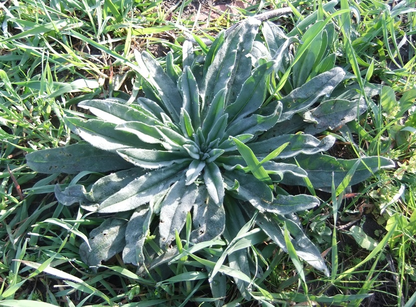 Image of Echium vulgare specimen.