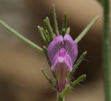 Image of taxon representative. Author is Роланд Цандекидис