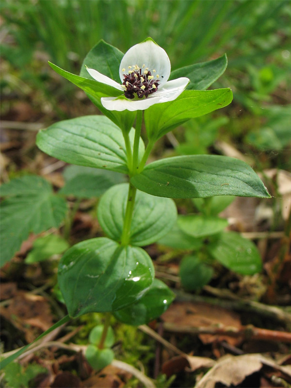 Изображение особи Chamaepericlymenum suecicum.