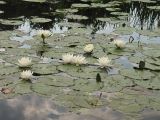 Nymphaea alba. Цветущие растения. Нидерланды, провинция Groningen, Haren, стоячий водоём. 7 июня 2008 г.