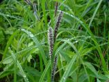 Carex acuta