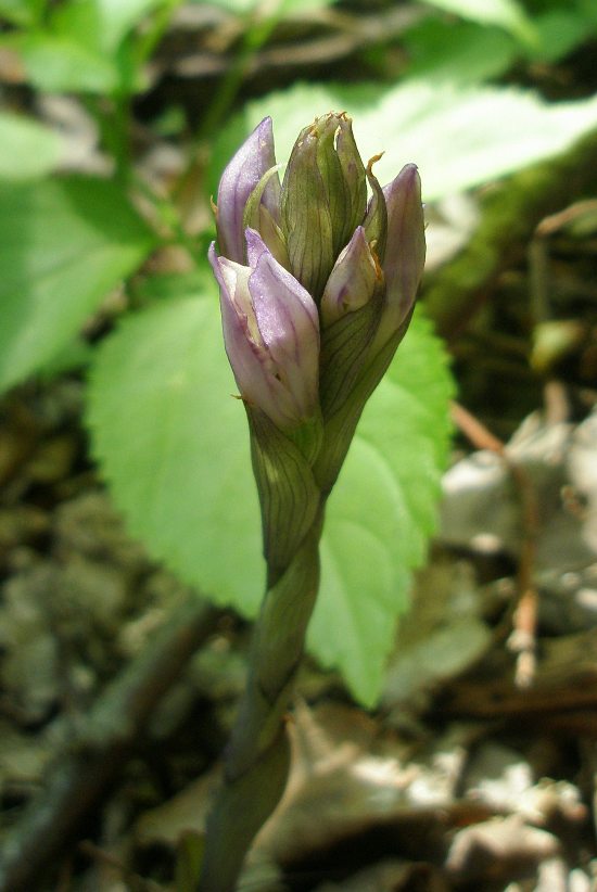 Image of Limodorum abortivum specimen.