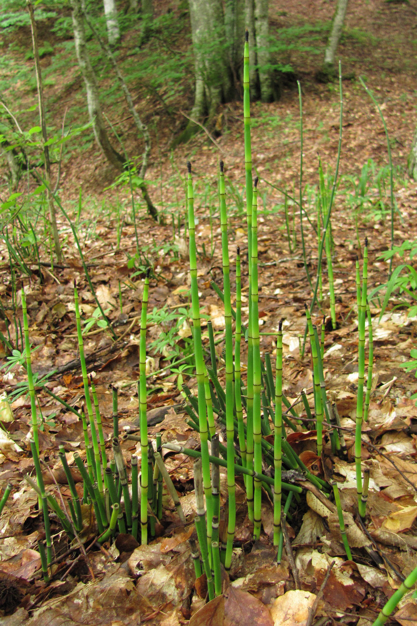 Изображение особи Equisetum hyemale.