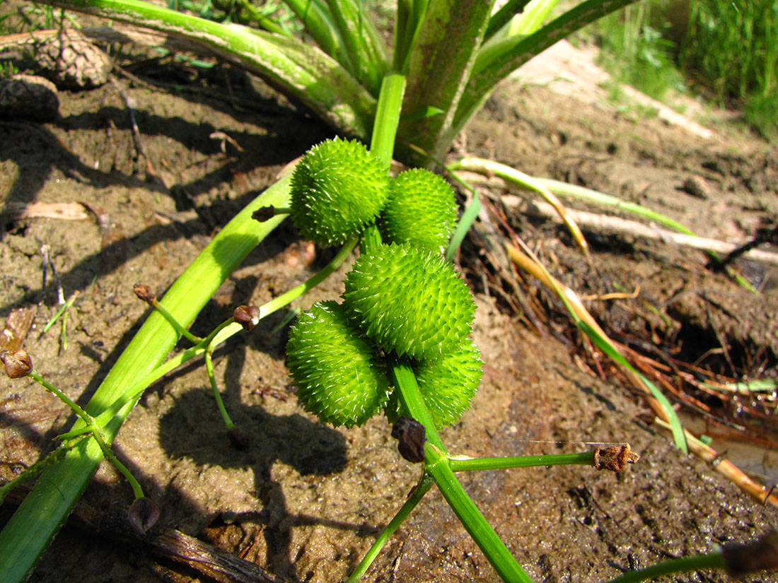 Image of Sagittaria sagittifolia specimen.