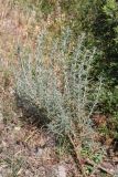 Смотреть изображение Bassia prostrata