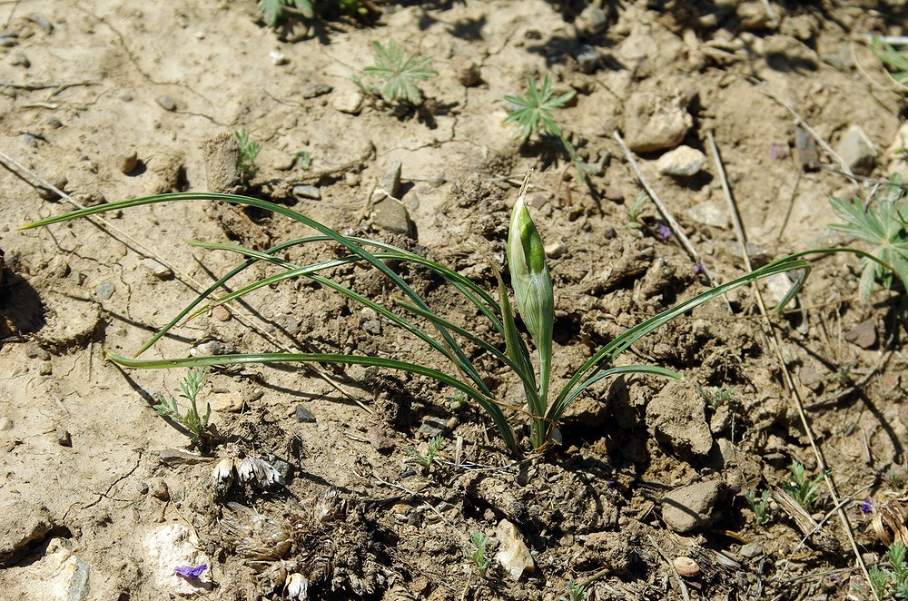 Image of Iridodictyum kolpakowskianum specimen.