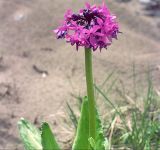 Primula nivalis