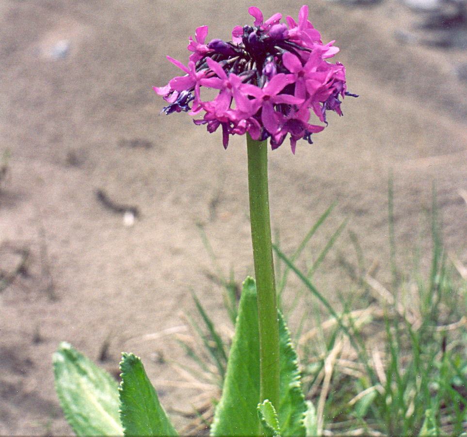 Изображение особи Primula nivalis.