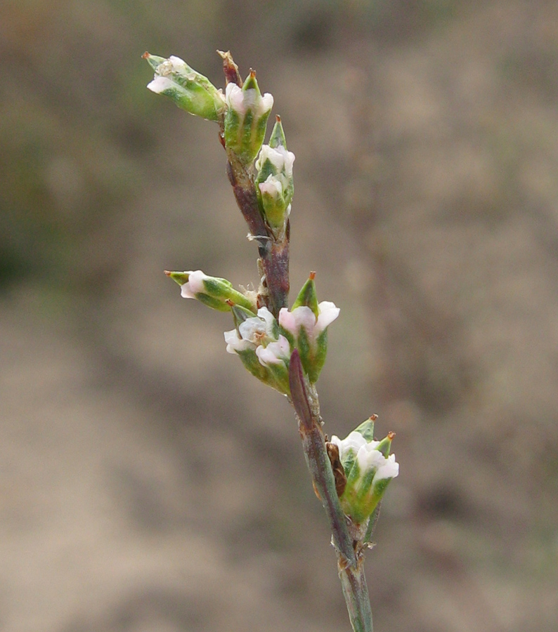 Изображение особи род Polygonum.