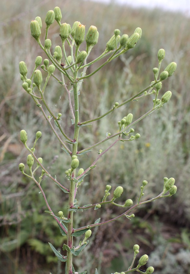 Image of Hieracium virosum specimen.