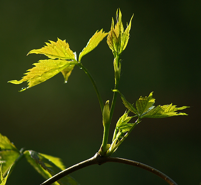 Image of Parthenocissus quinquefolia specimen.