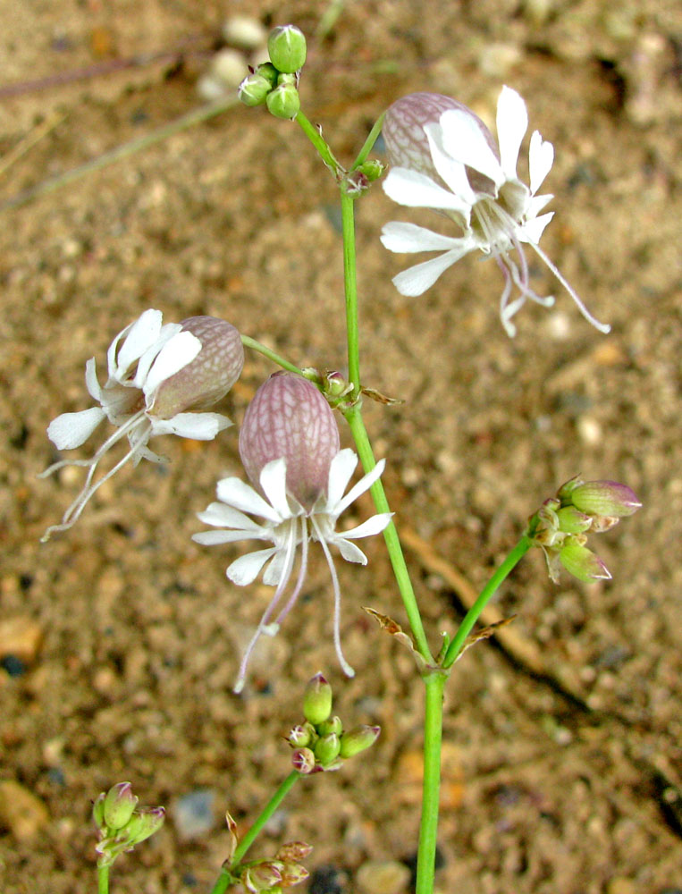 Image of Oberna behen specimen.