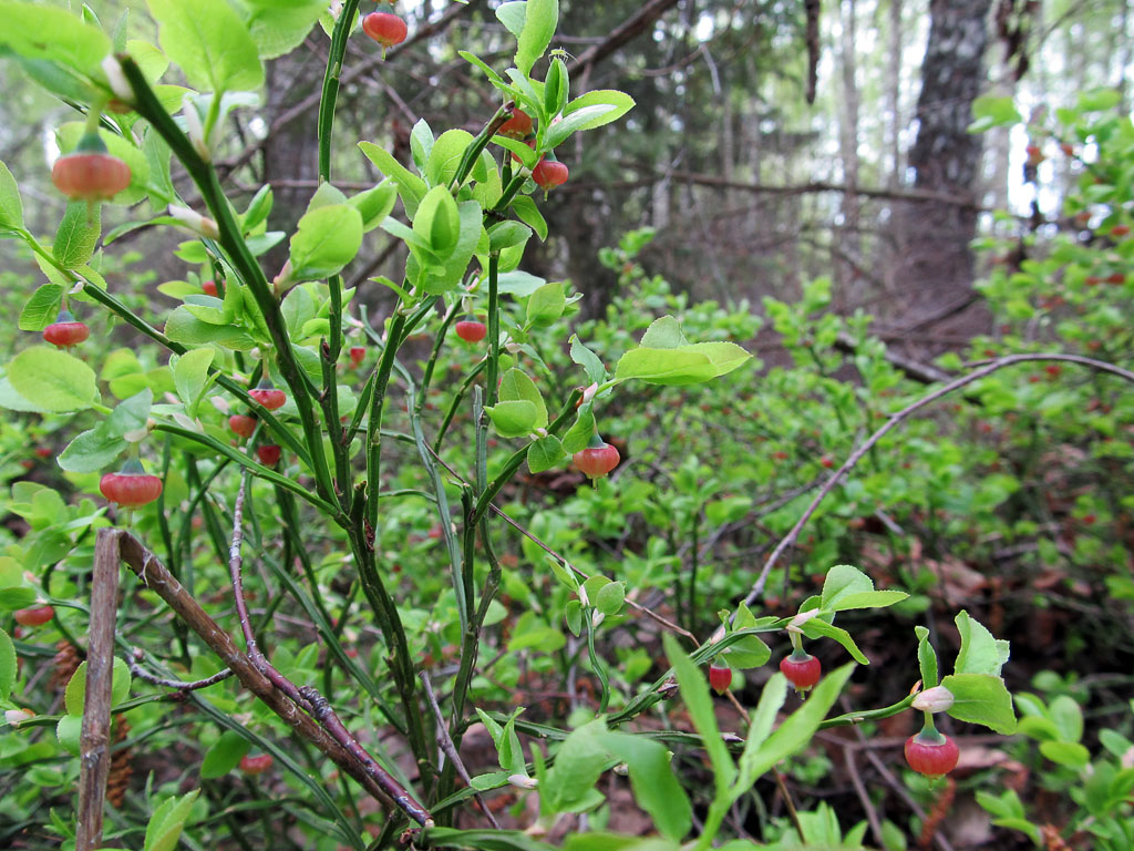 Image of Vaccinium myrtillus specimen.