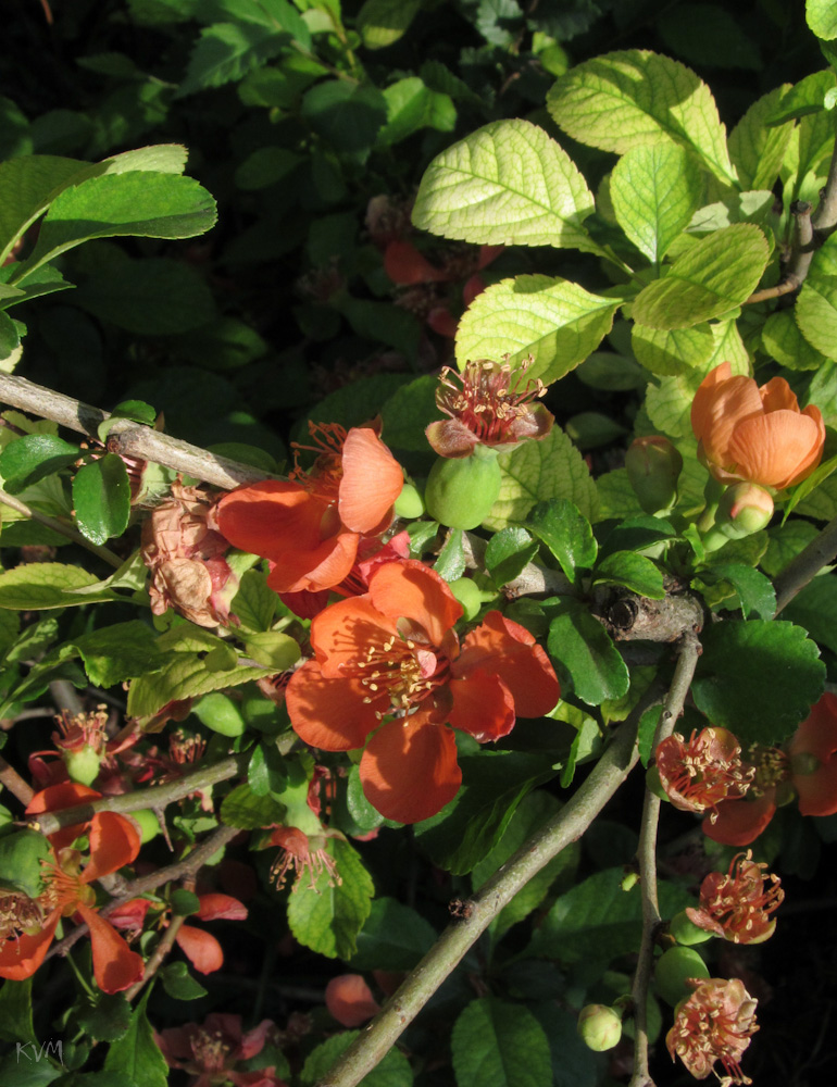 Image of Chaenomeles japonica specimen.