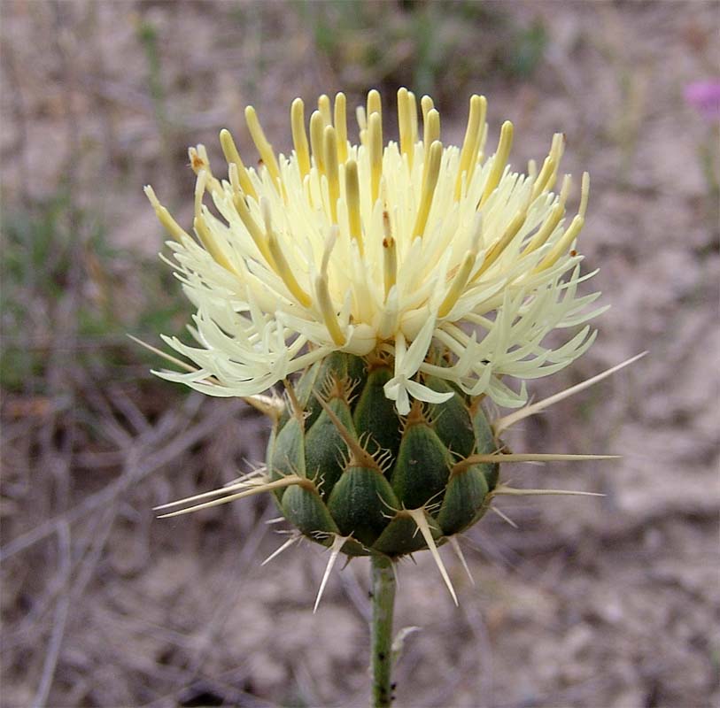 Изображение особи Centaurea sosnovskyi.