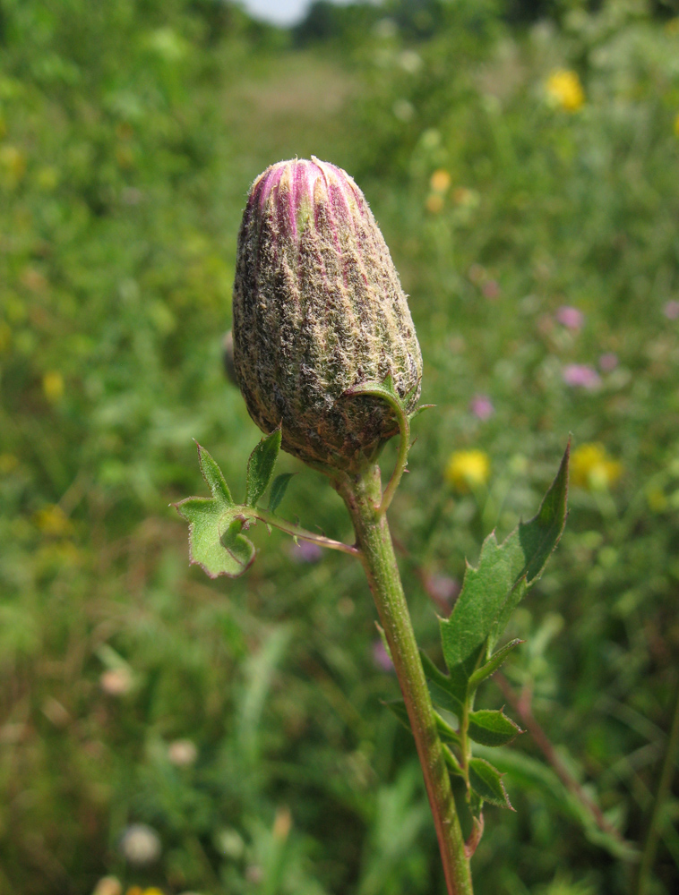 Image of Serratula coronata specimen.