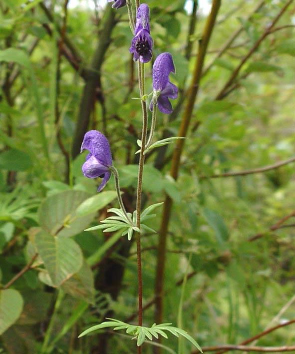 Image of Aconitum baicalense specimen.