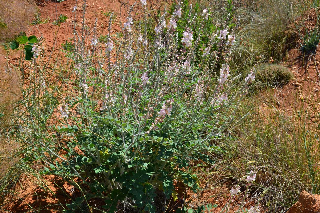 Image of Onobrychis pallasii specimen.