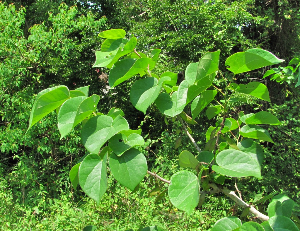 Image of Cercis chinensis specimen.