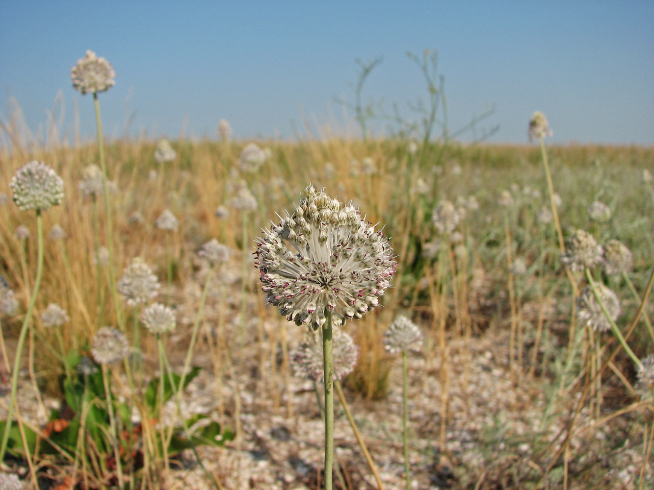 Изображение особи Allium guttatum.