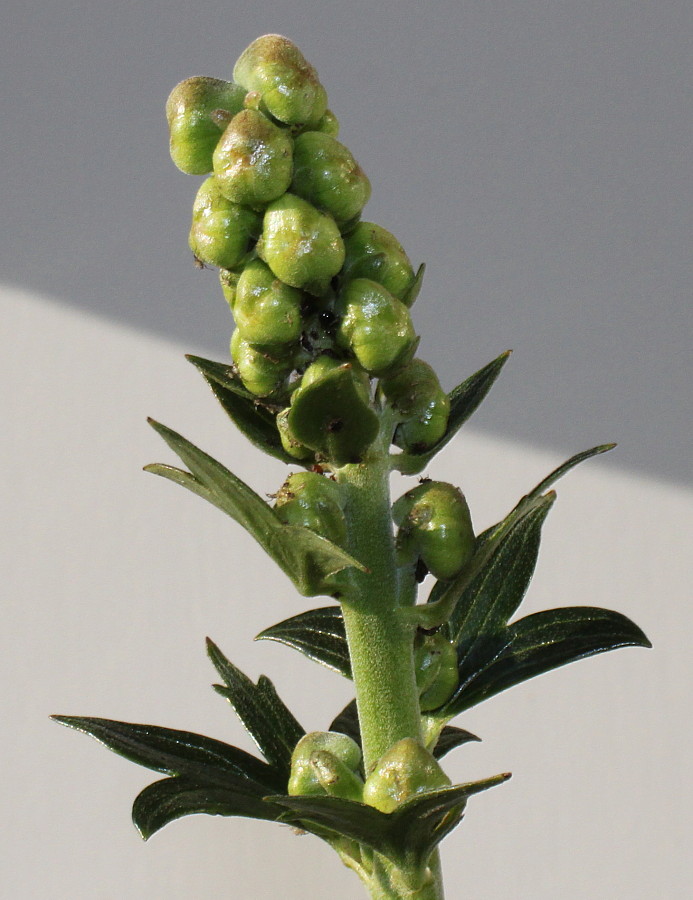 Image of genus Aconitum specimen.