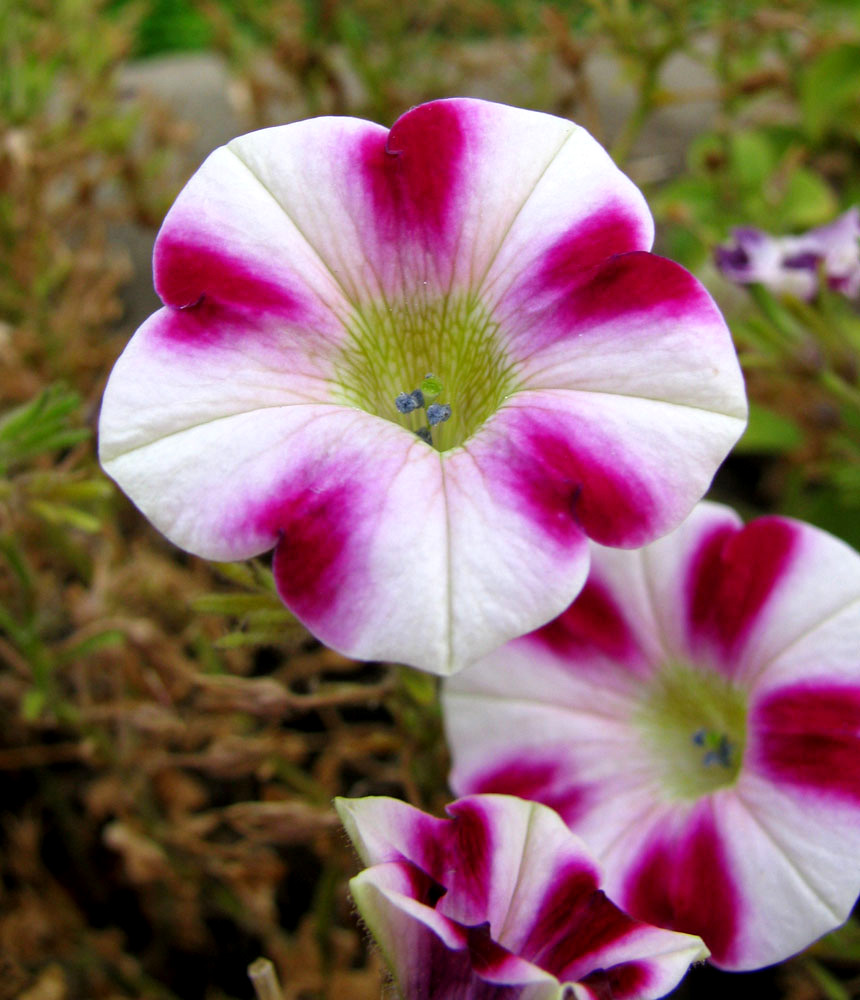 Image of Petunia &times; hybrida specimen.