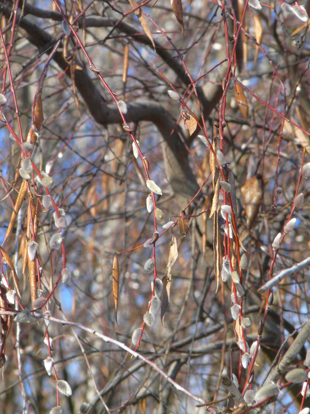 Image of Salix acutifolia specimen.