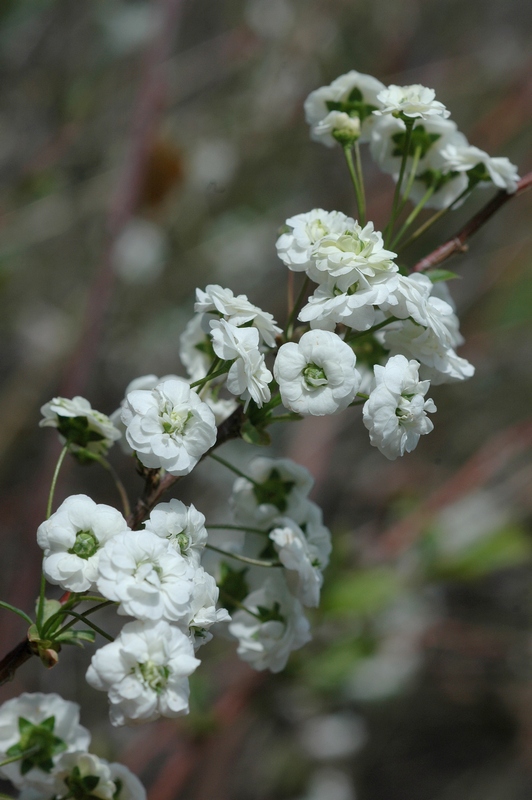 Image of Spiraea prunifolia specimen.