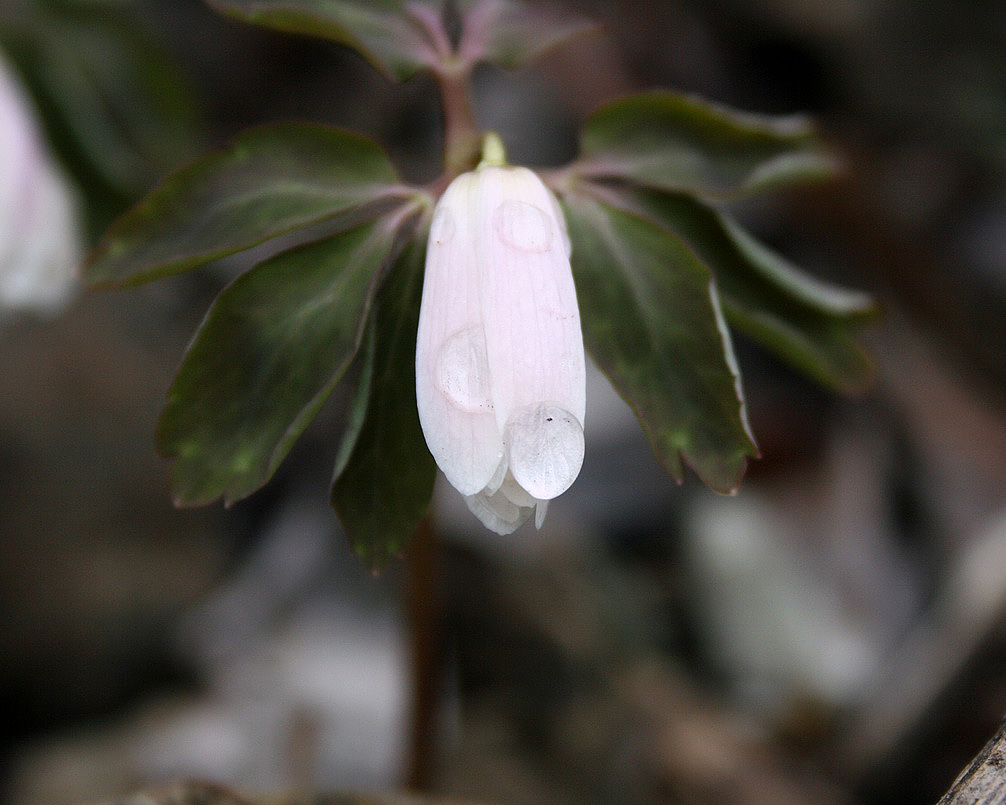 Image of genus Anemone specimen.