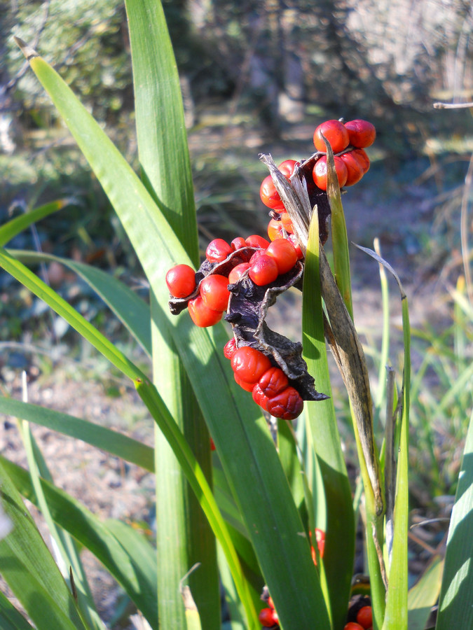 Image of Iris foetidissima specimen.