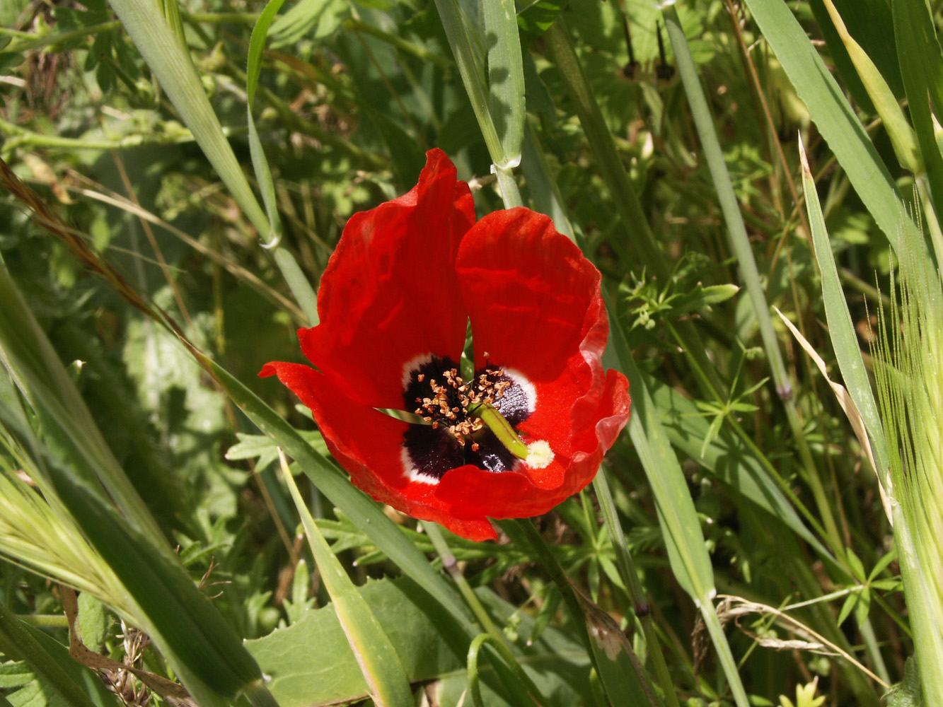 Image of Roemeria refracta specimen.