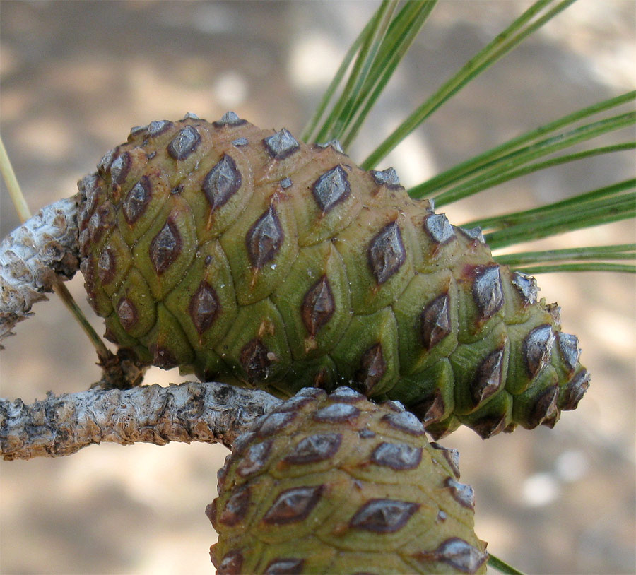 Изображение особи Pinus halepensis.