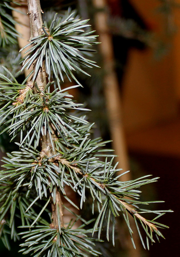 Image of Cedrus libani specimen.