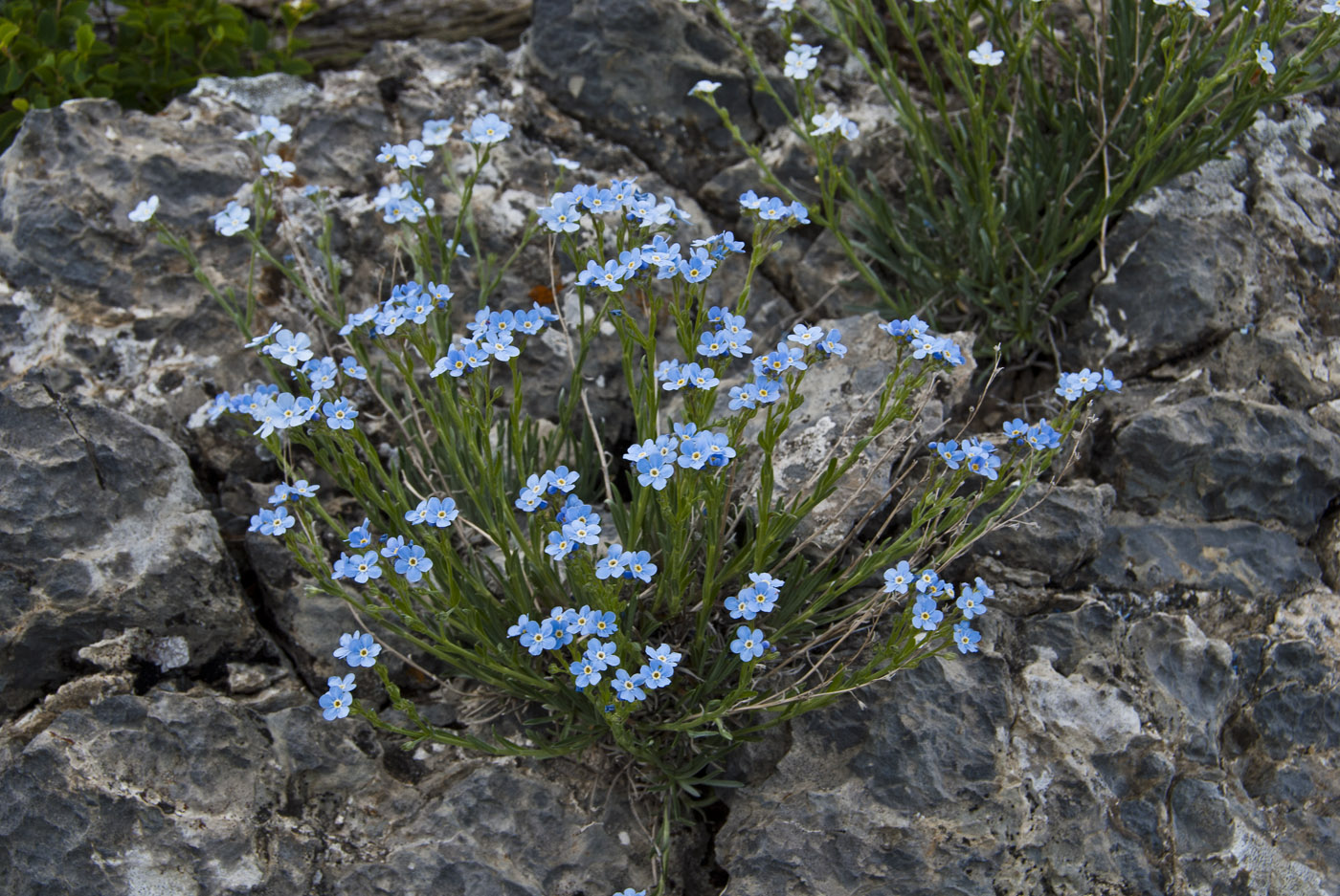 Изображение особи Eritrichium altaicum.