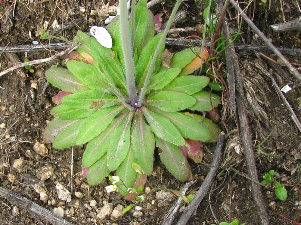 Image of Arabidopsis thaliana specimen.
