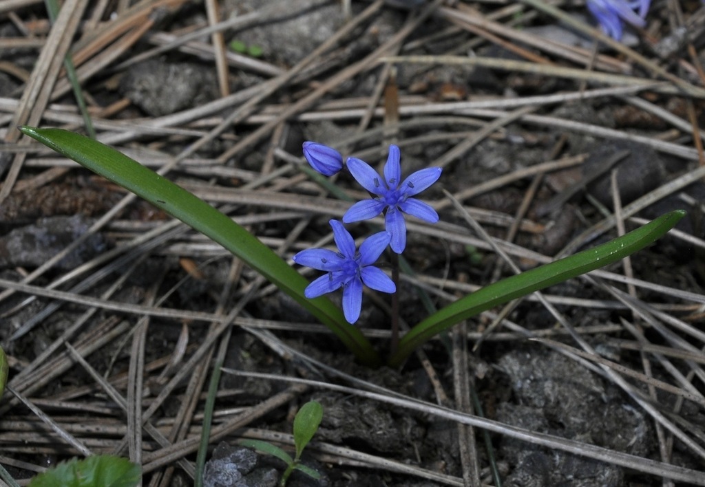 Image of Scilla bifolia specimen.