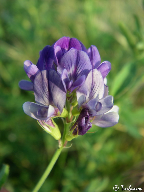 Image of Medicago sativa specimen.