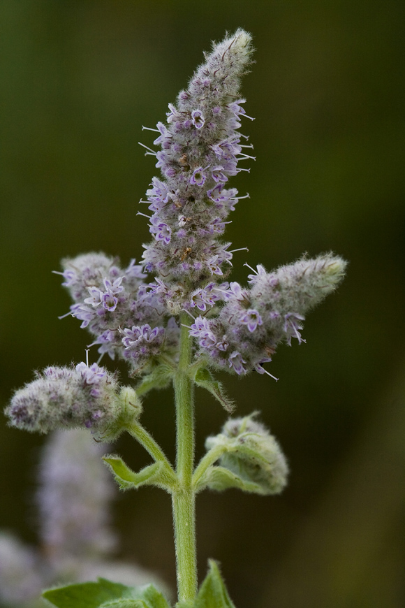 Image of Mentha longifolia specimen.