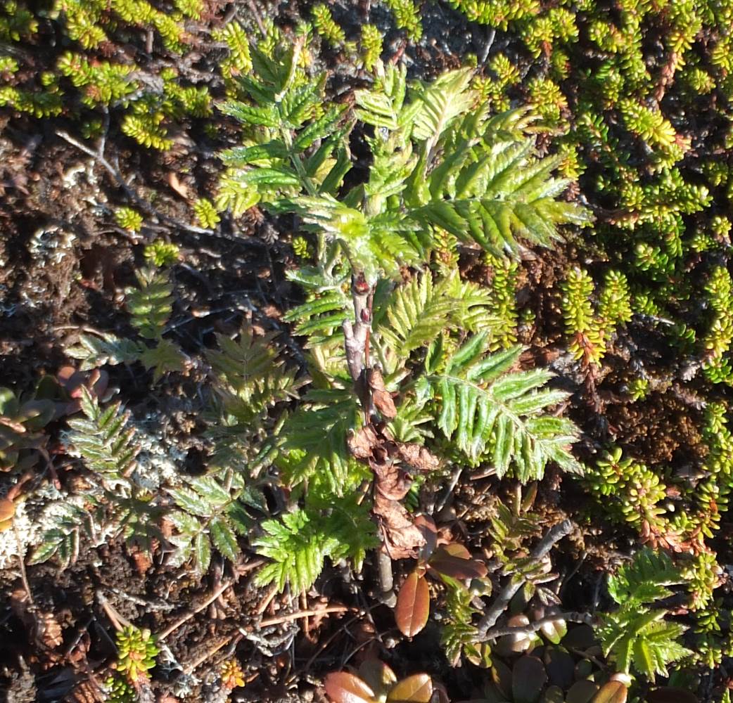 Image of Sorbus aucuparia ssp. glabrata specimen.