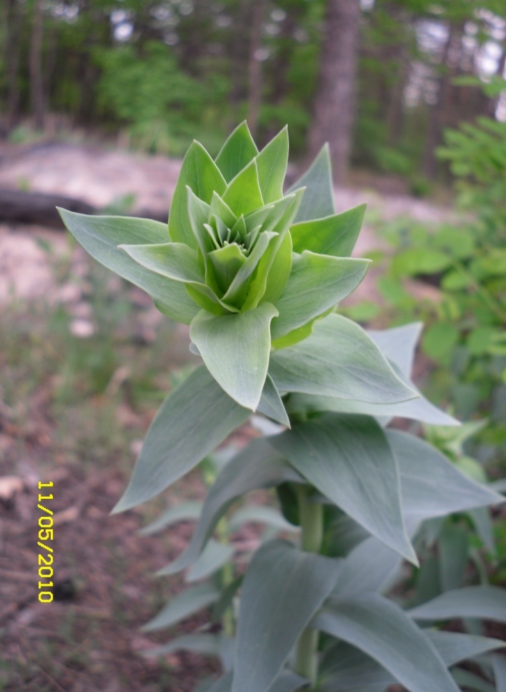 Изображение особи Linaria genistifolia.