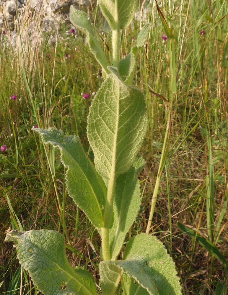 Изображение особи Verbascum phlomoides.