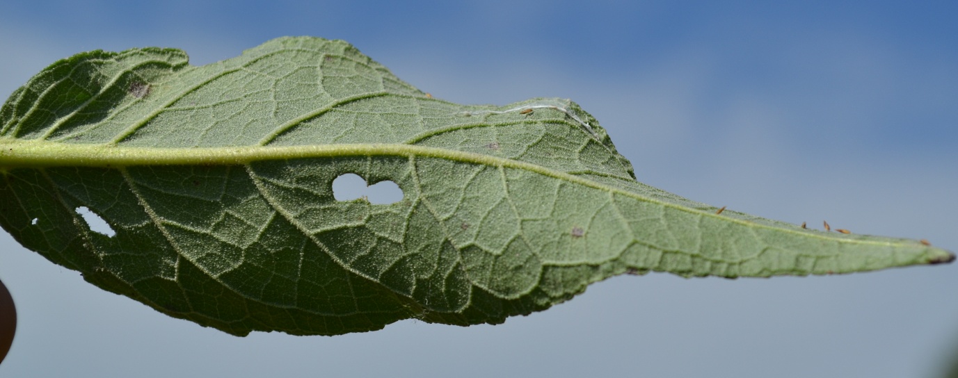 Изображение особи Verbascum lychnitis.