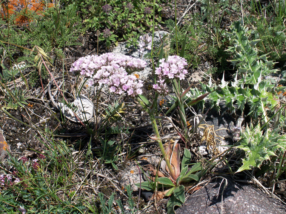 Image of Goniolimon orthocladum specimen.