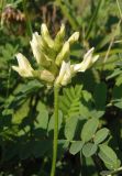 Astragalus cicer. Соцветие. Украина, г. Запорожье, балка Партизанская. 28.07.2013.