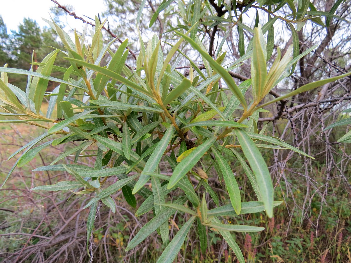 Image of Hippophae rhamnoides specimen.