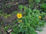 Calendula officinalis. Цветущее растение. Владивосток, Ботанический сад-институт ДВО РАН. 24 августа 2013 г.