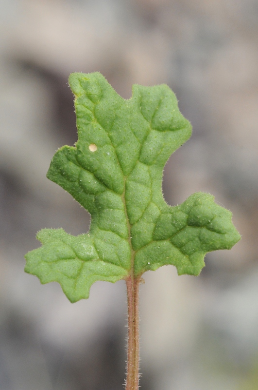 Image of Dysphania botrys specimen.