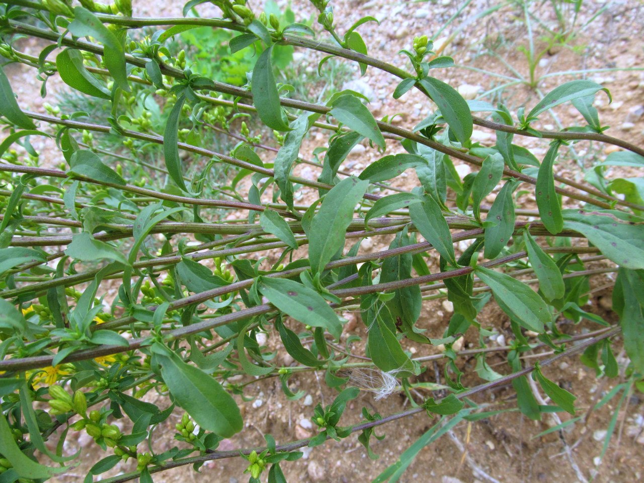 Изображение особи Solidago virgaurea.