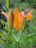 Lilium pensylvanicum