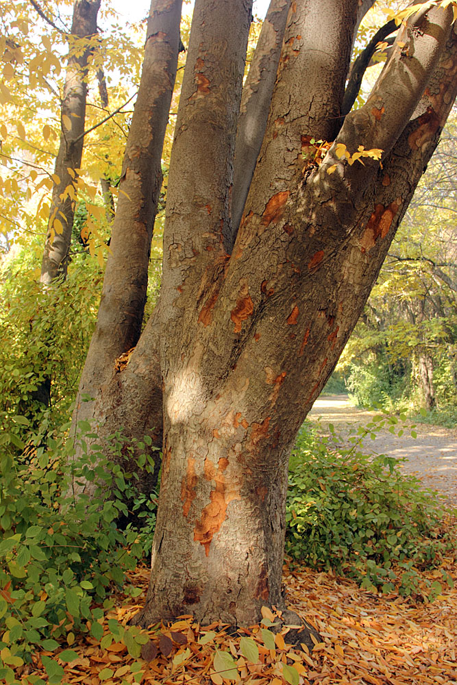 Image of Zelkova schneideriana specimen.